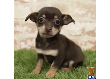 Chihuahua